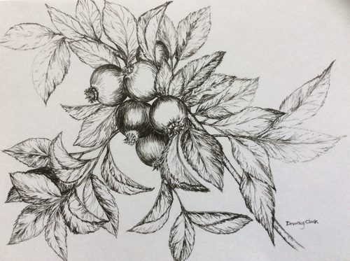 Dorothy, Leaves and Berries.
